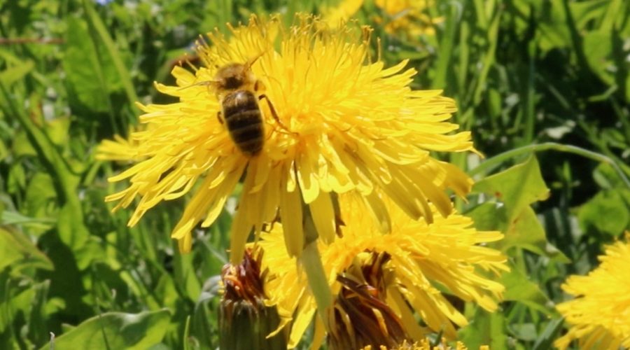 Löwenzahnblüte