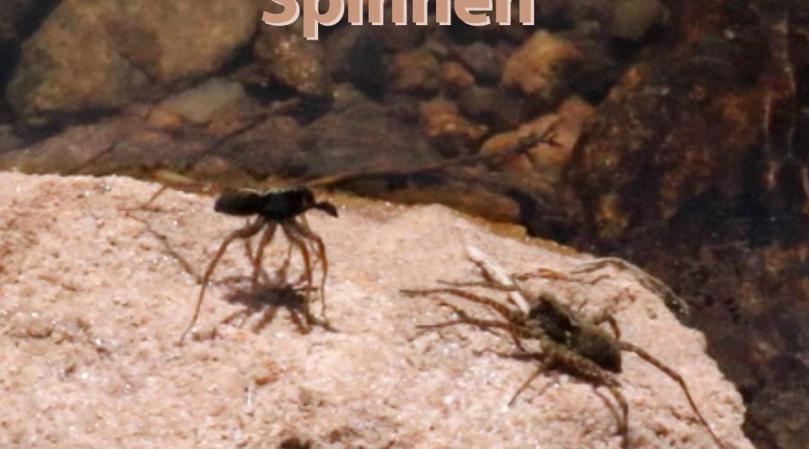 wasserläufer und spinnen