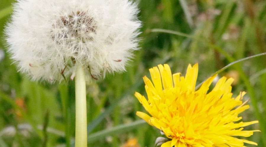 Pusteblume